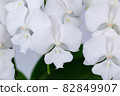 迷你蝴蝶蘭“Shirasagi” 82849907