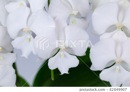 迷你蝴蝶蘭“Shirasagi” 82849907