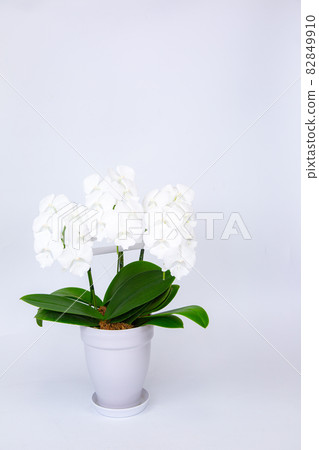 迷你蝴蝶蘭“Shirasagi” 82849910