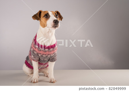Jack russell terrier dog in a knitted woolen sweater on a white background. 82849999