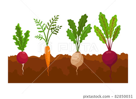 Vegetables growing in the ground. Plants showing root structure. Farm product for restaurant menu or market label. Organic and healthy food Vegetables growing in the ground. Plants showing root structure. Farm product for restaurant menu or market label. Organic and healthy food 82850031