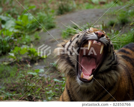 Yawn of tiger 82850766