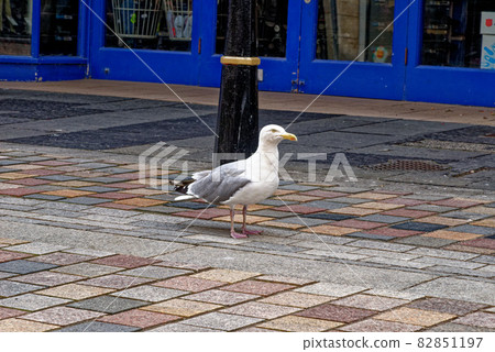 Herring Gull in city center of Inverness - Scotland Herring Gull in city center of Inverness - Scotland 82851197