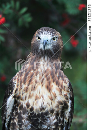 Vertical of a juvenile Red Tail Hawk head 82851276