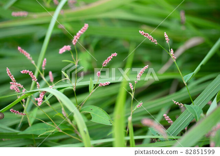 Persicaria longise Persicaria longise 82851599