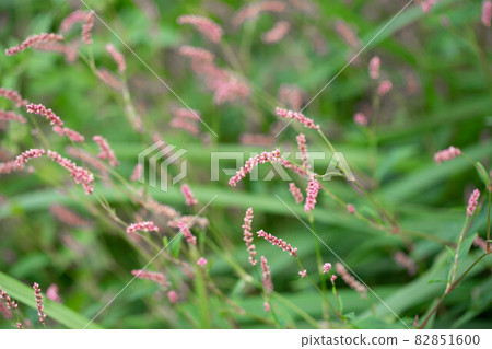 Persicaria longise Persicaria longise 82851600