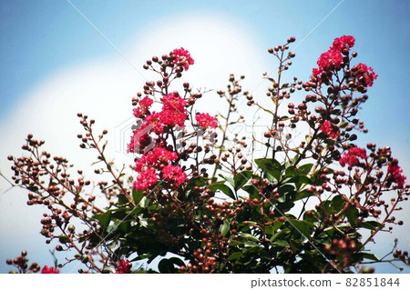 Salvia that has begun to bloom, a bright red flower Salvia that has begun to bloom, a bright red flower 82851844