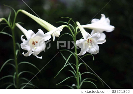 Easter lily flowers blooming in the mountains 82851863