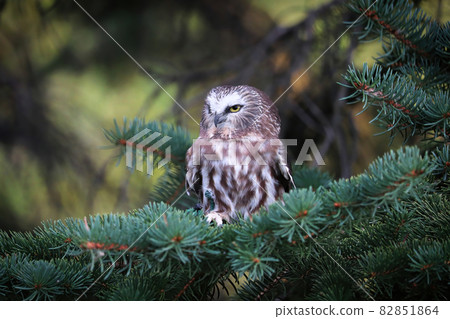 A Norther Saw Whet Owl in a spruce tree 82851864