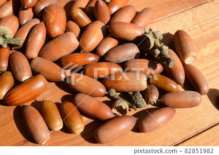 橡子秋天形象 82851982