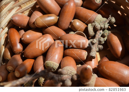 橡子秋天形象 82851983