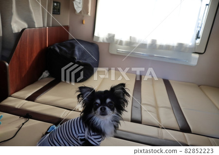 Dog-friendly camper, morning in the car, camper, Chihuahua 82852223
