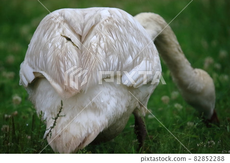 天鵝在Teganuma 82852288