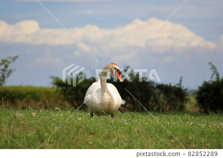 天鵝在Teganuma 天鵝在Teganuma 82852289