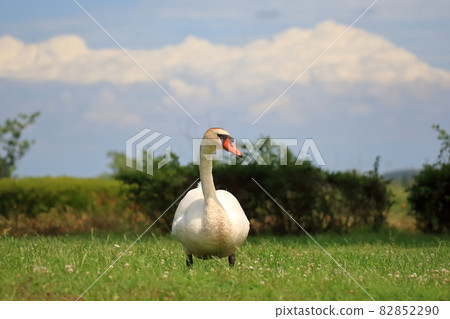 天鵝在Teganuma 天鵝在Teganuma 82852290