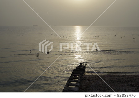 Chita Peninsula Mihama Town Sea and Wild Birds 82852476