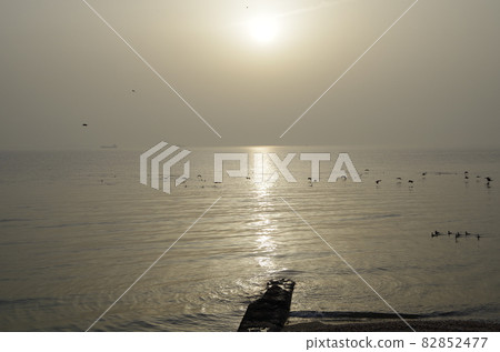 Chita Peninsula Mihama Town Sea and Wild Birds Chita Peninsula Mihama Town Sea and Wild Birds 82852477