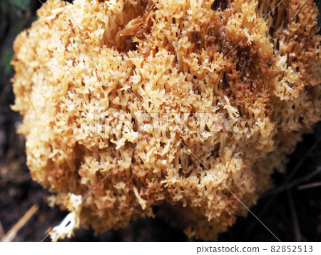 Parasitic Ramaria botrytis 82852513