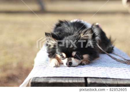 Relax on a bench with a dog cafe mat Chihuahua pet manners 82852605