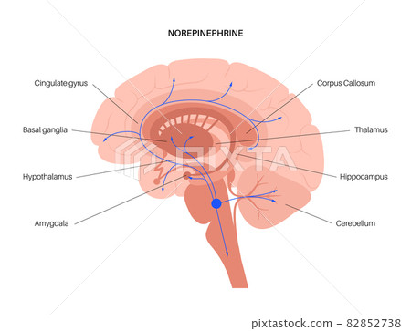 Norepinephrine hormone pathway 82852738