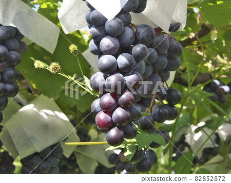 用於葡萄酒的馬斯喀特漿果 A 82852872