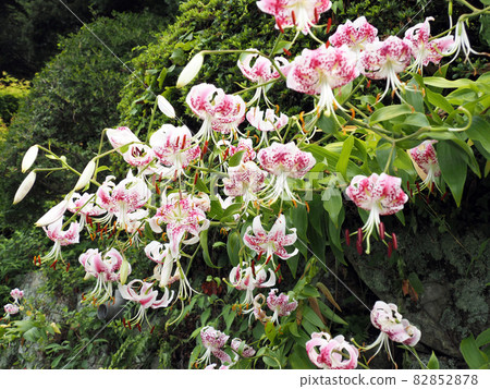 路邊盛開的百合 82852878