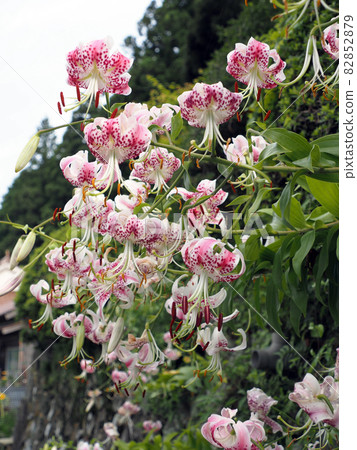 路邊盛開的百合 82852879