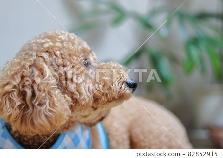 玩具貴賓犬的簡介 玩具貴賓犬的簡介 82852915