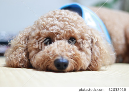 放鬆可愛的玩具貴賓犬 放鬆可愛的玩具貴賓犬 82852916
