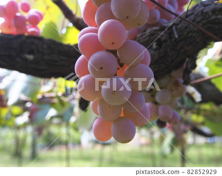 葡萄酒的甲州 82852929