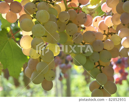 葡萄酒的甲州 82852931