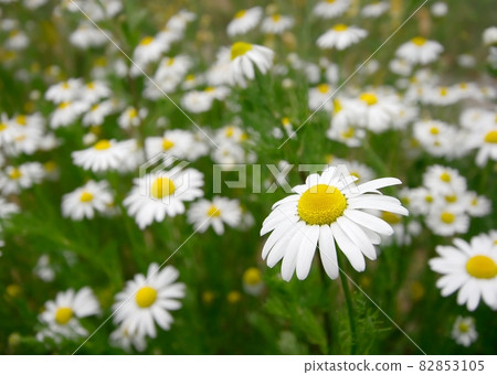 Camille 82853105