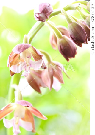 Ebine蘭花地面蝦棕色花野草蘭花花特寫鏡頭 82853139