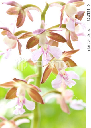 Ebine orchid ground shrimp brown flower wild grass orchid flower close-up 82853140