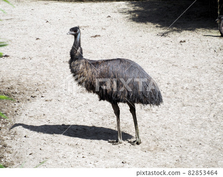 與鴯鶓的風景 82853464