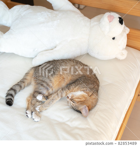 蜷縮在床上睡覺的可愛 Kijitora 貓 2 82853489