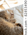 Cute Kijitora cat sleeping curled up on the bed 3 82853490