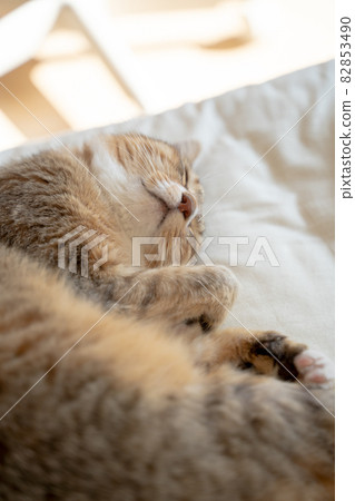 可愛的 Kijitora 貓蜷縮在床上睡覺 3 82853490
