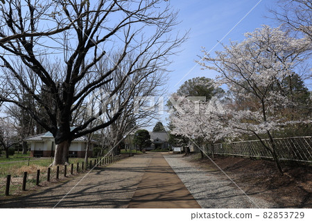 Sakura at Sanrizuka Memorial Park in Narita City, Chiba Prefecture Sakura at Sanrizuka Memorial Park in Narita City, Chiba Prefecture 82853729