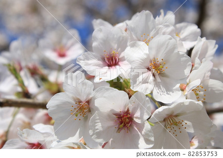千葉縣成田市三里塚紀念公園的櫻花 82853753