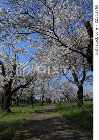 千葉縣成田市三里塚紀念公園的櫻花 82853769