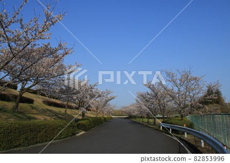 Sakura no Oka cherry tree 82853996