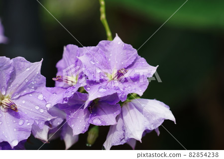 Solanum Wendlandy 馬鈴薯藤 82854238