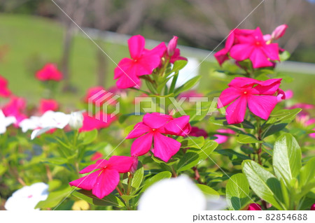 Flowers of Nicinchis radix 82854688