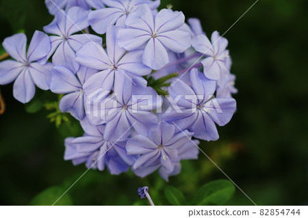 Plumbago Leadwort 82854744