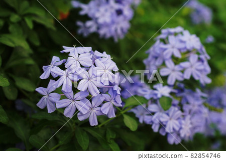 白花鉛 白花鉛 82854746