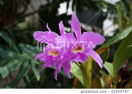 Cattleya Cattleya 82854747