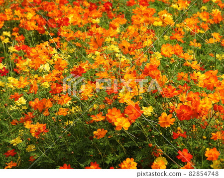 Cosmos sulphureus Cosmos sulphureus 82854748