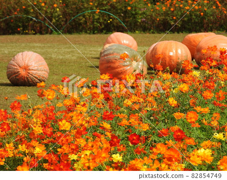 Cosmos sulphureus 82854749