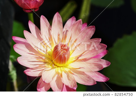 睡蓮睡蓮 睡蓮睡蓮 82854750